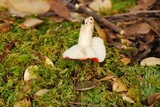 Russula cremoricolor image