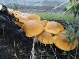 Gymnopilus ventricosus image