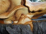 Gymnopilus ventricosus image