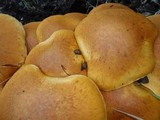 Gymnopilus ventricosus image