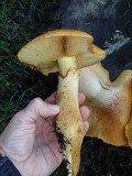 Gymnopilus ventricosus image