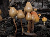 Psilocybe pelliculosa image