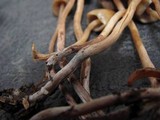 Psilocybe pelliculosa image
