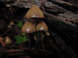 Psilocybe pelliculosa image