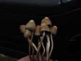 Psilocybe pelliculosa image