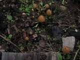 Psilocybe pelliculosa image