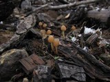 Psilocybe pelliculosa image