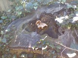 Pluteus petasatus image