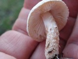 Lepiota subincarnata image