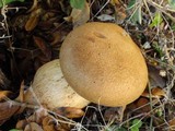 Gymnopilus ventricosus image