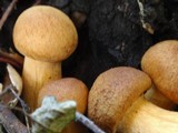 Gymnopilus ventricosus image