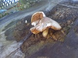 Pluteus petasatus image