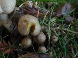 Pholiota terrestris image