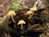 Chromosera cyanophylla image