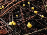 Mycena oregonensis image