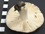 Russula vesca image