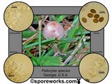 Psilocybe tampanensis image