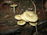 Chrysomphalina strombodes image