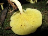 Chrysomphalina strombodes image