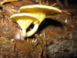 Chrysomphalina strombodes image