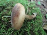 Tricholoma fulvum image