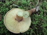 Tricholoma fulvum image