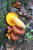 Omphalotus olearius image
