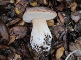 Boletus regineus image