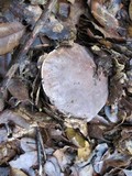 Boletus regineus image