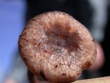 Pseudoomphalina angelesiana image