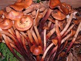 Phaeocollybia californica image