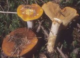 Cortinarius mucosus image
