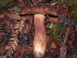 Boletus fibrillosus image