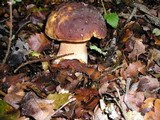 Boletus regineus image