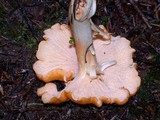 Cantharellus formosus image