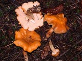 Cantharellus formosus image