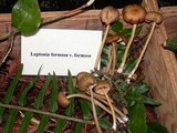 Entoloma formosum image