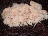 Merulius tremellosus image