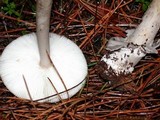 Amanita constricta image