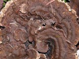 Hydnellum suaveolens image