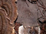 Hydnellum suaveolens image