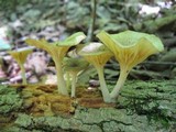 Chrysomphalina strombodes image
