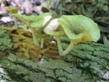Chrysomphalina strombodes image