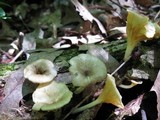 Chrysomphalina strombodes image
