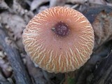Leucoagaricus rubrotinctus image