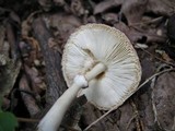 Leucoagaricus rubrotinctus image