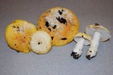 Amanita aprica image