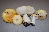 Amanita aprica image