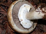 Agaricus silvicola image