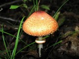 Leucoagaricus rubrotinctus image